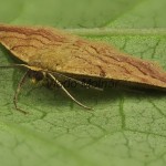 Scopula rubiginata - Piadica nachová 19-56-02