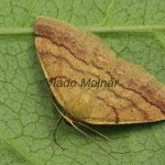 Scopula rubiginata - Piadica nachová 19-57-02