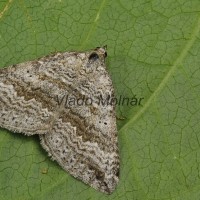 Scotopteryx bipunctaria - Piadivka hrdobarková 204224