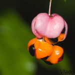 Euonymus verrucosus - Bršlen bradavičnatý IMG_9875