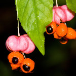 Euonymus verrucosus - Bršlen bradavičnatý IMG_9878