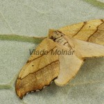Falcaria lacertinaria - Srpokrídlovec brezový 21-41-22