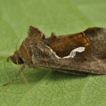 Macdunnoughia confusa - Mora kvapkoškvrnná 20-39-49