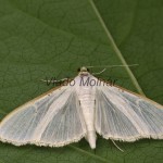 Palpita vitrealis - Vijačka olivová 18-58-54