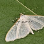 Palpita vitrealis - Vijačka olivová 18-59-52