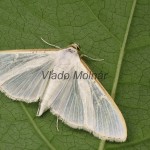 Palpita vitrealis - Vijačka olivová 19-00-54