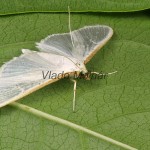 Palpita vitrealis - Vijačka olivová 19-30-31