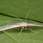 Palpita vitrealis - Vijačka olivová 19-32-01