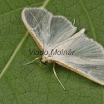 Palpita vitrealis - Vijačka olivová 19-33-09