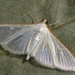 Palpita vitrealis - Vijačka olivová 22-15-23