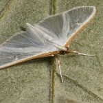 Palpita vitrealis - Vijačka olivová 22-18-05