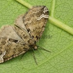 Perizoma lugdunaria - Semenovka naduticová 21-01-20