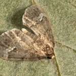 Perizoma lugdunaria - Semenovka naduticová 22-27-52