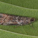 Phycita roborella cf - Vijačka jabloňová 21-22-54