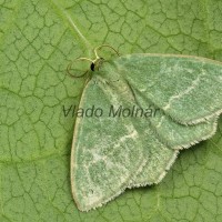 Thetidia smaragdaria - Piadivka smaragdová 20-12-28