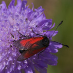 Zygaena osterodensis - Vretienka hrachorová IMG_2692