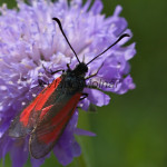 Zygaena osterodensis - Vretienka hrachorová IMG_2695