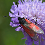 Zygaena osterodensis - Vretienka hrachorová IMG_2696