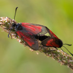 Zygaena osterodensis - Vretienka hrachorová IMG_2715