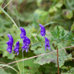 Aconitum variegatum - Prilbica pestrá IMG_3913