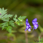 Aconitum variegatum - Prilbica pestrá IMG_4312