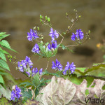 Aconitum variegatum - Prilbica pestrá IMG_4316