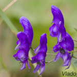 Aconitum variegatum - Prilbica pestrá IMG_8834