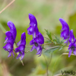 Aconitum variegatum - Prilbica pestrá IMG_8835