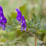 Aconitum variegatum - Prilbica pestrá IMG_8836