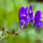 Aconitum variegatum - Prilbica pestrá IMG_9307