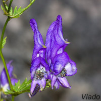 Aconitum variegatum - Prilbica pestrá IMG_9318