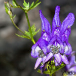 Aconitum variegatum - Prilbica pestrá IMG_9319