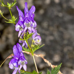 Aconitum variegatum - Prilbica pestrá IMG_9320