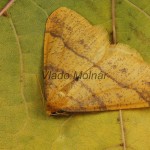 Agriopis aurantiaria - Piadivka pomarančová 19-42-15