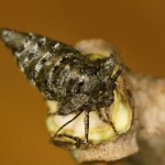 Agriopis aurantiaria - Piadivka pomarančová /samička/ 21-12-20