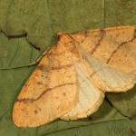 Agriopis aurantiaria - Piadivka pomarančová 23-41-48.jpg