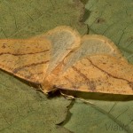 Agriopis aurantiaria - Piadivka pomarančová 23-42-32.jpg