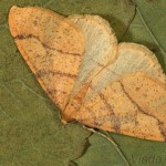 Agriopis aurantiaria - Piadivka pomarančová 23-43-09.jpg