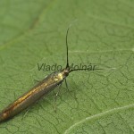 Coleophora alcyonipennella cf - Rúrkovček bodliakový 19-33-21