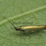 Coleophora alcyonipennella cf - Rúrkovček bodliakový 19-34-58