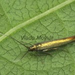 Coleophora alcyonipennella cf - Rúrkovček bodliakový 19-40-31