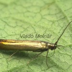 Coleophora alcyonipennella cf - Rúrkovček bodliakový 19-43-17