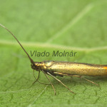 Coleophora alcyonipennella cf - Rúrkovček bodliakový IMG_5431