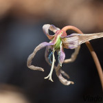 Erythronium dens-canis - Kandík psí zub /tvorenie tobolky/  IMG_0916