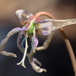 Erythronium dens-canis - Kandík psí zub /tvorenie tobolky/  IMG_0917