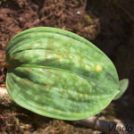 Erythronium dens-canis - Kandík psí zub IMG_0919