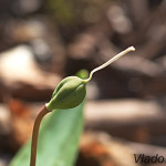 Erythronium dens-canis - Kandík psí zub /tobolka/  IMG_0921