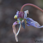 Erythronium dens-canis - Kandík psí zub IMG_0926