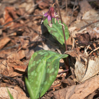 Erythronium dens-canis - Kandík psí zub IMG_0931