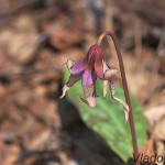 Erythronium dens-canis - Kandík psí zub IMG_0932